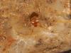 Paraspeonomus vandeli